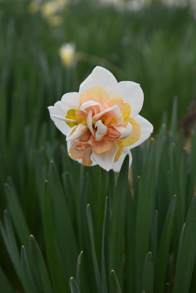 Narcissus Peach Pink